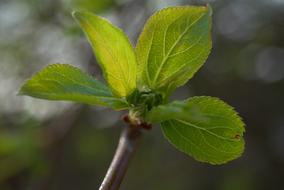 Spring Green Leaf close-up on blurred background