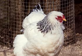 attractive Chicken Hen Bird