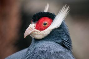 portrait of Brown Eared-Pheasant bird