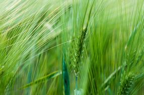 gorgeous Wheat Spring Nature