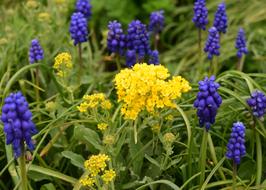 Flowers Muscari Hyacinth close-up in blurred background