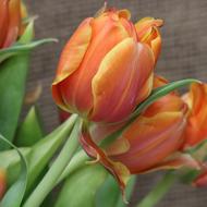 Beautiful, orange and yellow tulip flowers with green leaves on the wooden surface