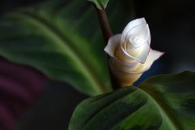 Close-up of the beautiful, blossoming, white, yellow and purple calathea with the green leaves