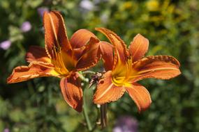 Orange Flower in the garden on a blurred background