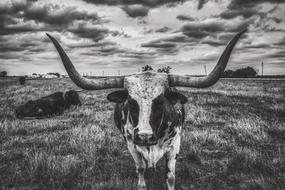 black and white photo of a bull in a pasture