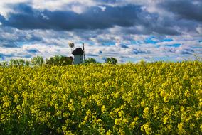 Rapeseeds and Windmill