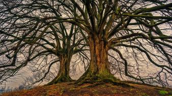 amazing big Tree Nature