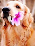 portrait of labrador dog with flower in mouth