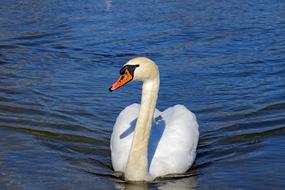wild Swan Bird in Water
