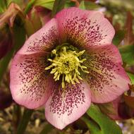 gorgeous Christmas Rose Speckled