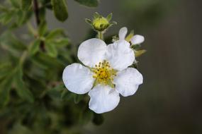 magnificent small white Flower