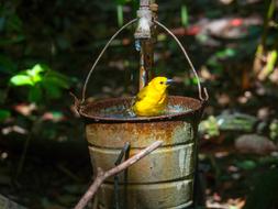 small Bird taking Bath