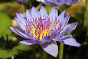 Water Lily Nymphaea