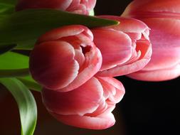 Tulips pink Flowers on a blurred background