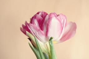 white pink tulip close up