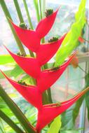 Close-up of the beautiful plant with red, green and yellow leaves