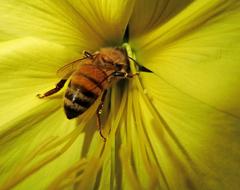 incredible Bee Insect Flower