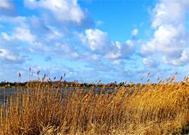 tall dry grass by the river in autumn