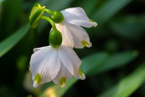 Snowflake, Spring Flowers, macro, Leucojum