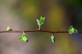 tiny green leaves on the branch