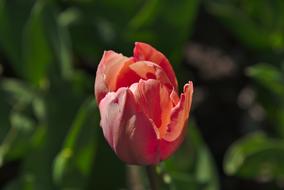 unusually beautiful Tulip Spring