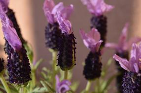 incredible Lavender Violet Flowers