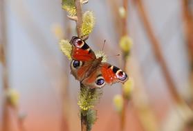 butterfly peacock on blooming willow