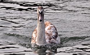 Swan Young Water