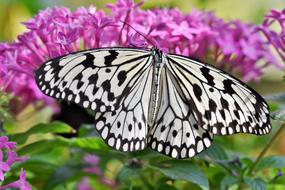 Tropical Butterfly in garden