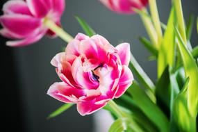 amazing Spring Flowers
