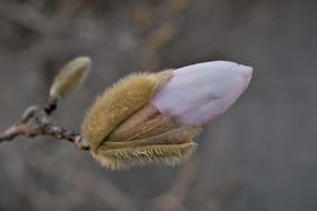 Magnolia CloseUp