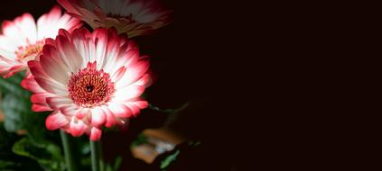 Flowers Gerbera Pink on black close-up