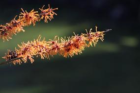 blooming witch hazel closeup