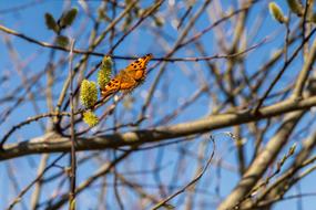 spotted orange butterfly on a tree branch