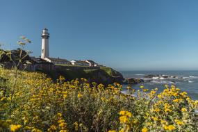 Pacific Ocean flower