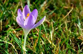 enchanting Crocus Purple