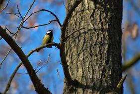 tit on the branch of spring tree