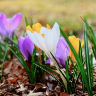 white, yellow and purple flowering crocuses