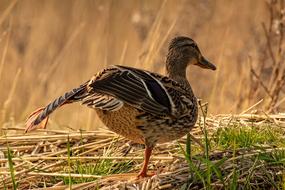 stretching duck