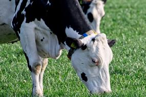 black and white cows in a pasture with green grass