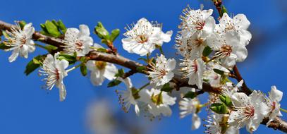 blooming branch against a bright blue sky close-up