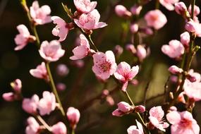 Flowers of peach tree on twigs at Spring