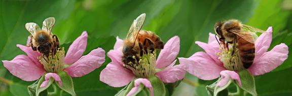 incredible Bees Insects Blossom