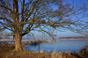 wide bare Tree at River