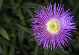 needle purple flower