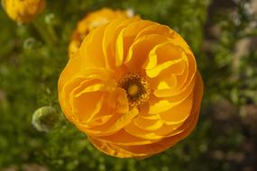 attractive Yellow Flowers