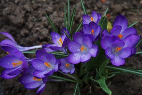 Beautiful, blooming, violet, white and orange crocus flowers in water drops and with green leaves
