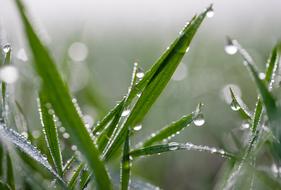 green Grass and water Dew