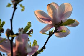 Pink Magnolia Plant