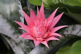 Bromeliad Tropical Exotic